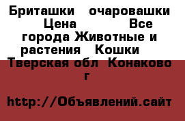 Бриташки - очаровашки.  › Цена ­ 3 000 - Все города Животные и растения » Кошки   . Тверская обл.,Конаково г.